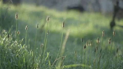 Grasses and dew Video stock 140746307