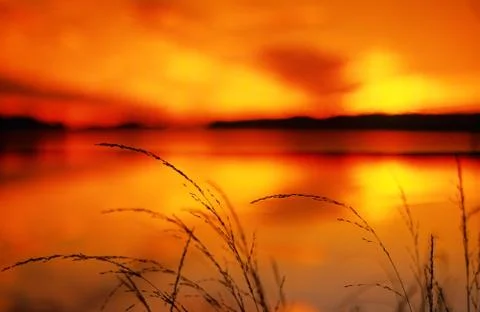 Grasses and sunset view Stock Photos