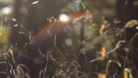 Grasses and tree branches that sparkle in direct sunlight evening at the edge Stock Footage 95795569