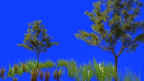 Grasses and trees swaying in the wind. Stock Footage 114379565