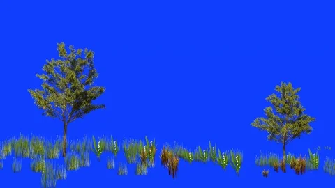 Grasses and trees swaying in the wind. Stock Footage 114419481