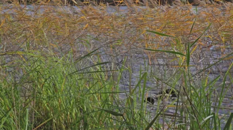 Grasses and water moving in wind Stock Footage 32241437
