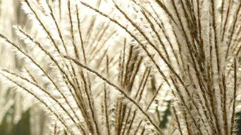 Grasses in autumn 動画素材 62050386