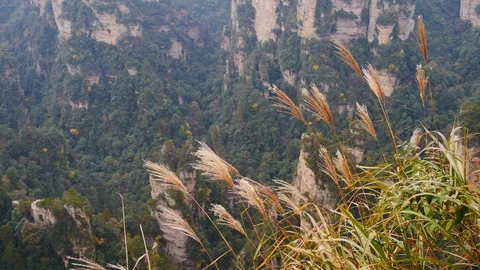 Grasses with background spires Stock Footage 88477639