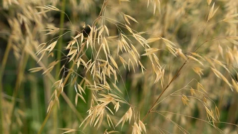 Grasses blowing in the breeze 스톡 동영상 101855422