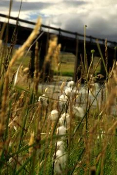 Grasses blowing in the breeze Stock Photos