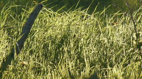 Grasses blowing Stock Footage 512050
