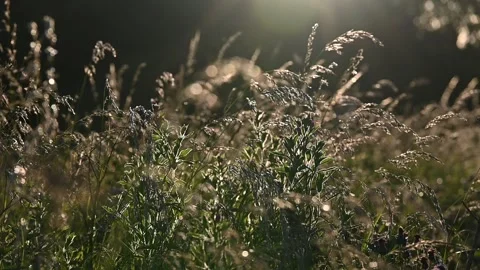 Grasses blowing gently in the breeze Stock Footage 137784857