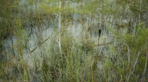 Grasses Blowing in Marsh Stock Footage 26740217