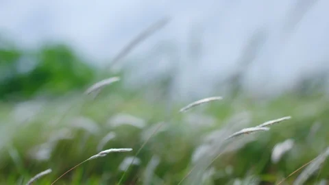 Grasses Blowing In Slow Motion Stock Footage 100283636