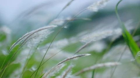 Grasses Blowing In Slow Motion Stock Footage 100284055
