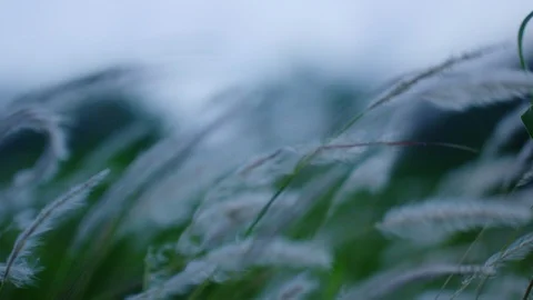 Grasses Blowing In Slow Motion Stock Footage 100284072
