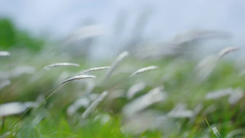 Grasses Blowing In Slow Motion Stock Footage 100284079
