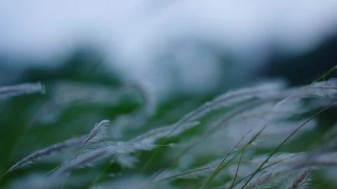 Grasses Blowing In Slow Motion Stock Footage 100284090