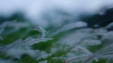 Grasses Blowing In Slow Motion Stock Footage 100284100