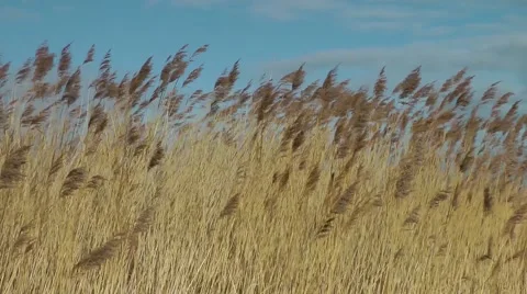 Grasses blowing waving against blue sky.mp4 Stock Footage 47103189
