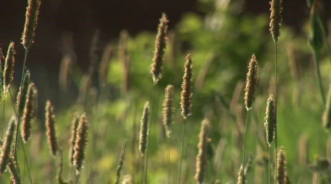 Grasses blowing in the wind Stock Footage 625239