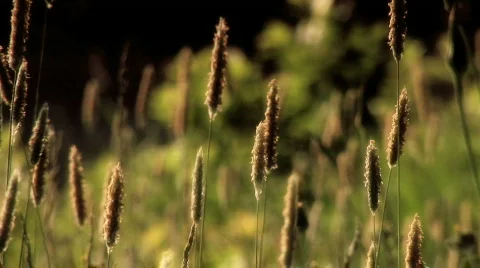 Grasses blowing in the wind Stock Footage 646464