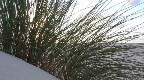 Grasses blowing in the wind Stock Footage 66242911