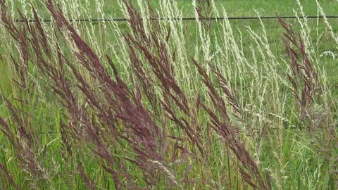 Grasses blowing in the wind Stock-Footage 77833461