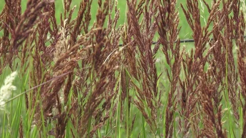 Grasses blowing in the wind Stock Footage 77833579