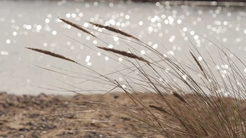 Grasses blowing in wind Stock Footage 233428431