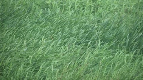 Grasses blowing in wind Vidéo 282863335
