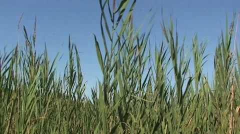 Grasses Blowing in the Wind in a Meadow Stock-Footage 152900