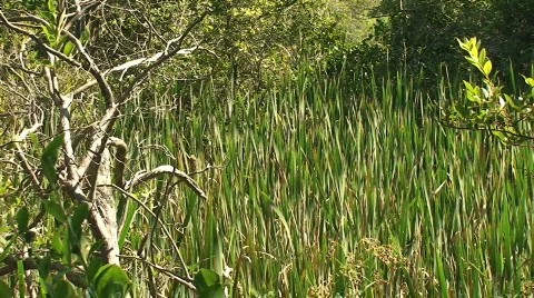 Grasses Blowing in the Wind in a Meadow Stock-Footage 213076