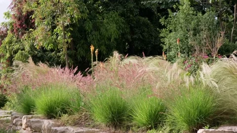 Grasses blowing in the wind in a private garden. hand held shot Stock Footage 221605948