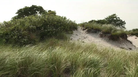 Grasses Blowing in the Wind on Sand Dune Stock Footage 490515