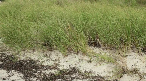 Grasses Blowing in the Wind on Sand Dune Stock Footage 490538