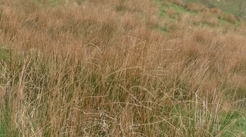 Grasses in the breez on a mountainside Stock Footage 49639710