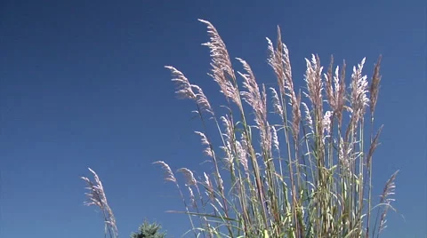 Grasses in the Breeze Stock Footage 54759753