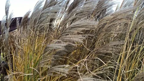 Grasses dancing in the wind Stock Footage 83056982