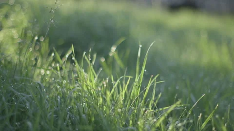 Grasses with dew move in a breeze Video stock 140746702