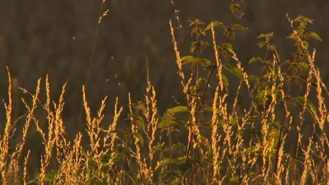 Grasses in the Evening Light in summer Stock Footage 314777096