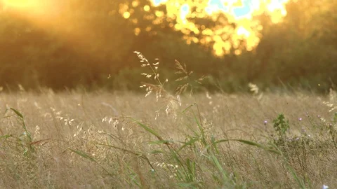 Grasses in a field with a beautiful sunset backlight and flares 動画素材 129442851