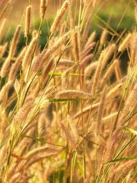 Grasses field on the sunset. Stock Photos