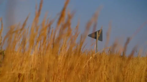 Grasses in the foreground and a field with a tree line on the plains Stock-Footage 345530963