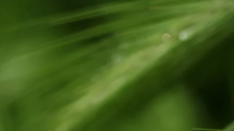 Grasses, grains, barley. Focus Pulling Stock Footage 196022913