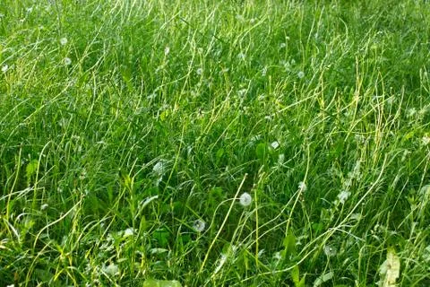 Grasses lawn Foto stock
