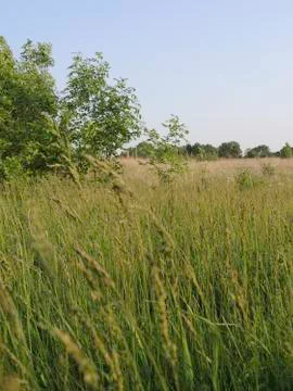Grasses Low Stock Photos