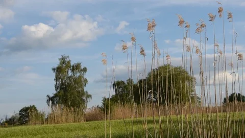 Grasses at a meadow Video stock 106150821