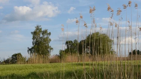 Grasses at a meadow Stock Footage 106150836