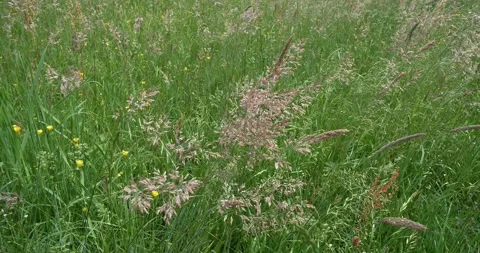 Grasses in a meadow sway in the wind Stock Footage 310797663