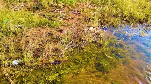 Grasses Moving due to Wind -Slow Motion Shot Stock Footage 263355914
