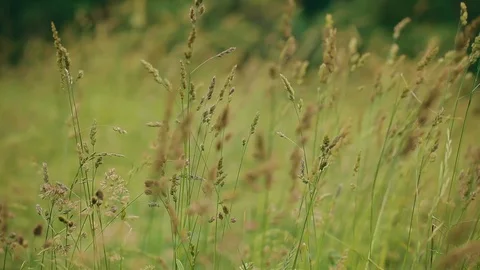 Grasses moving in a gentle breeze as the camera focus pulls through the blades Stock Footage 130064053