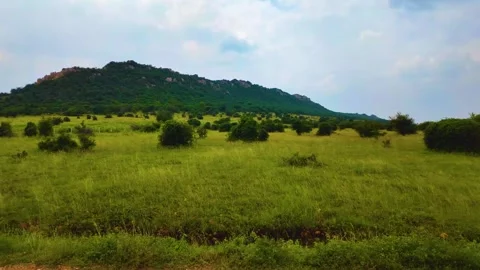 Grasses Near the Mountain Video stock 263733213