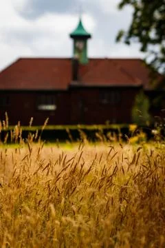 Grasses in park Stock Photos
